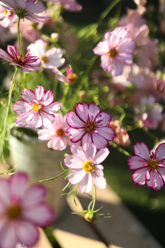 Cosmos bipinnatus ‘Fizzy Rose Picotee’ (Cosmos bipinnatus), 20 seeds